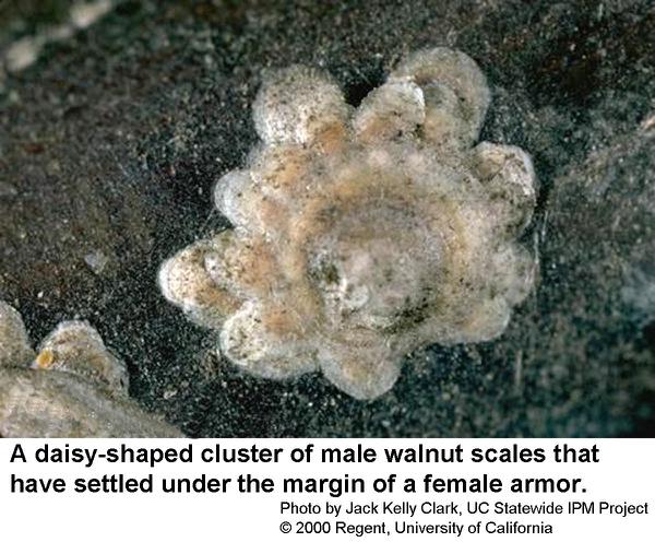 Walnut scales may form a daisy shape